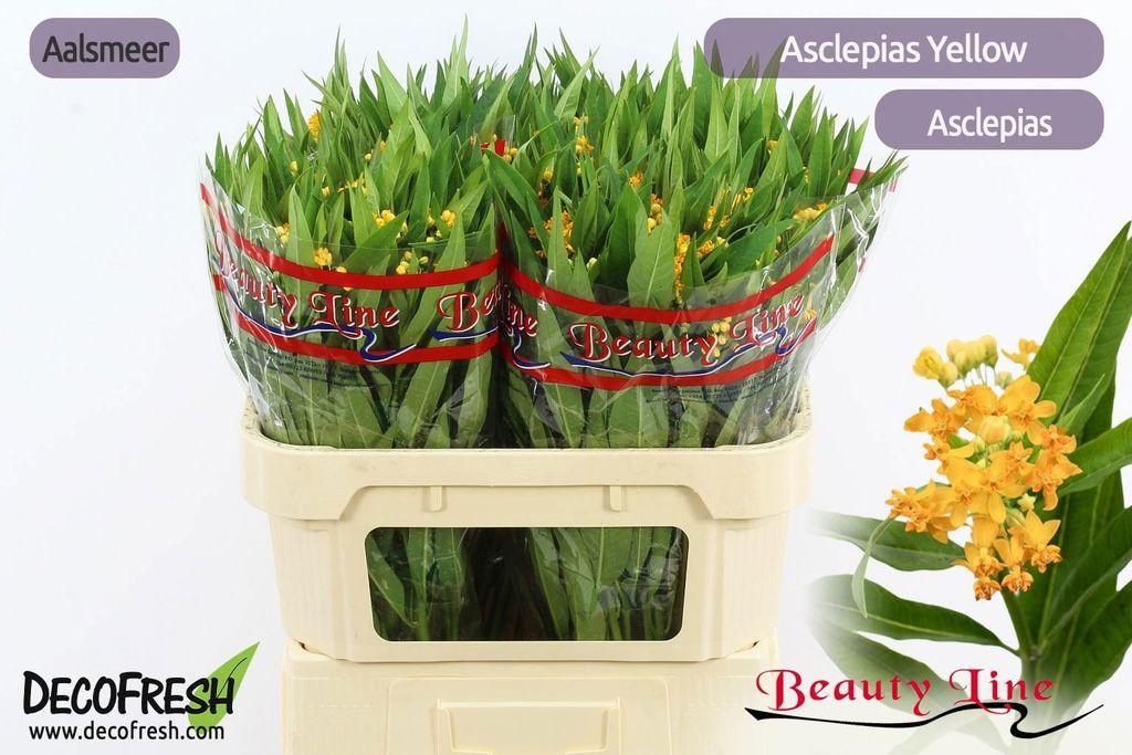 Срезанные цветы оптом Asclepias silky gold от 100шт из Голландии с доставкой по России