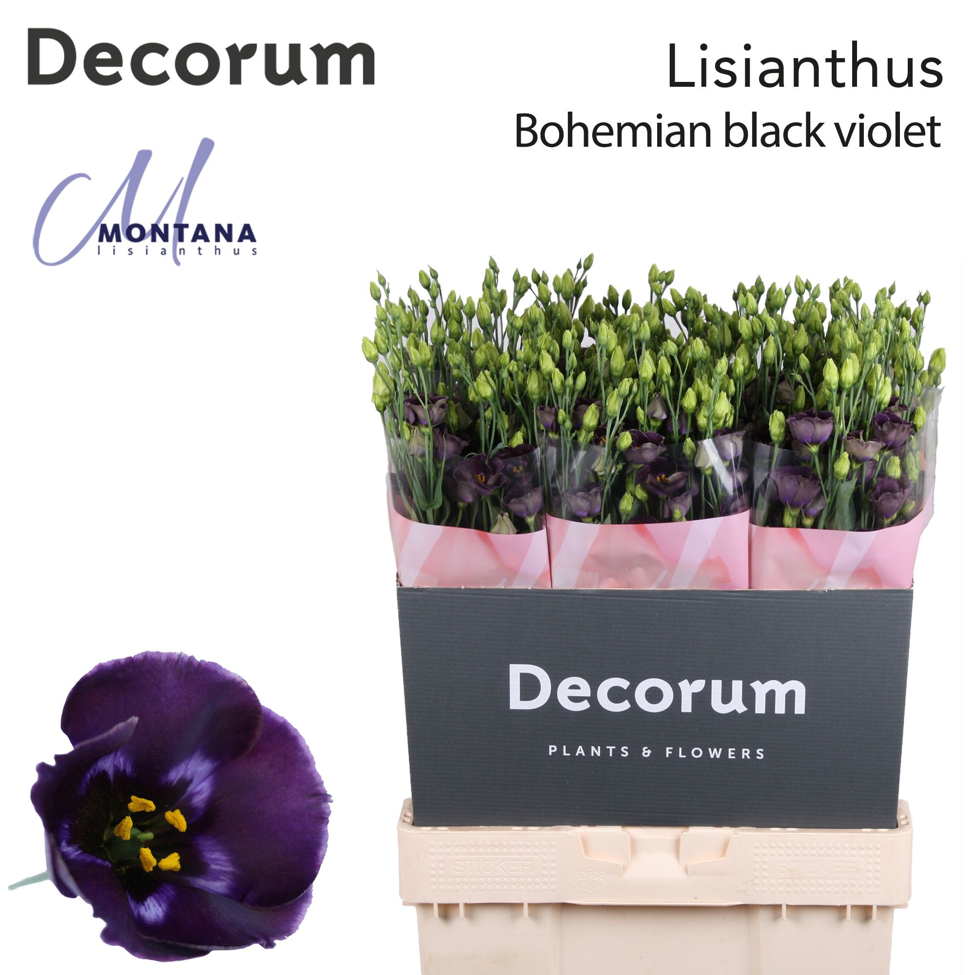 Срезанные цветы оптом Lisianthus si bohemian black violet от 60шт из Голландии с доставкой по России