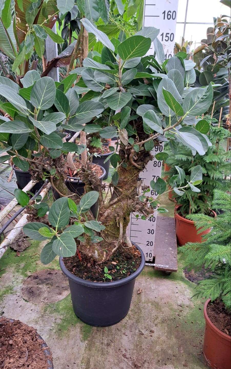 Горшечные цветы и растения оптом Ficus Ben Audry Branched от 1шт из Голландии с доставкой по России