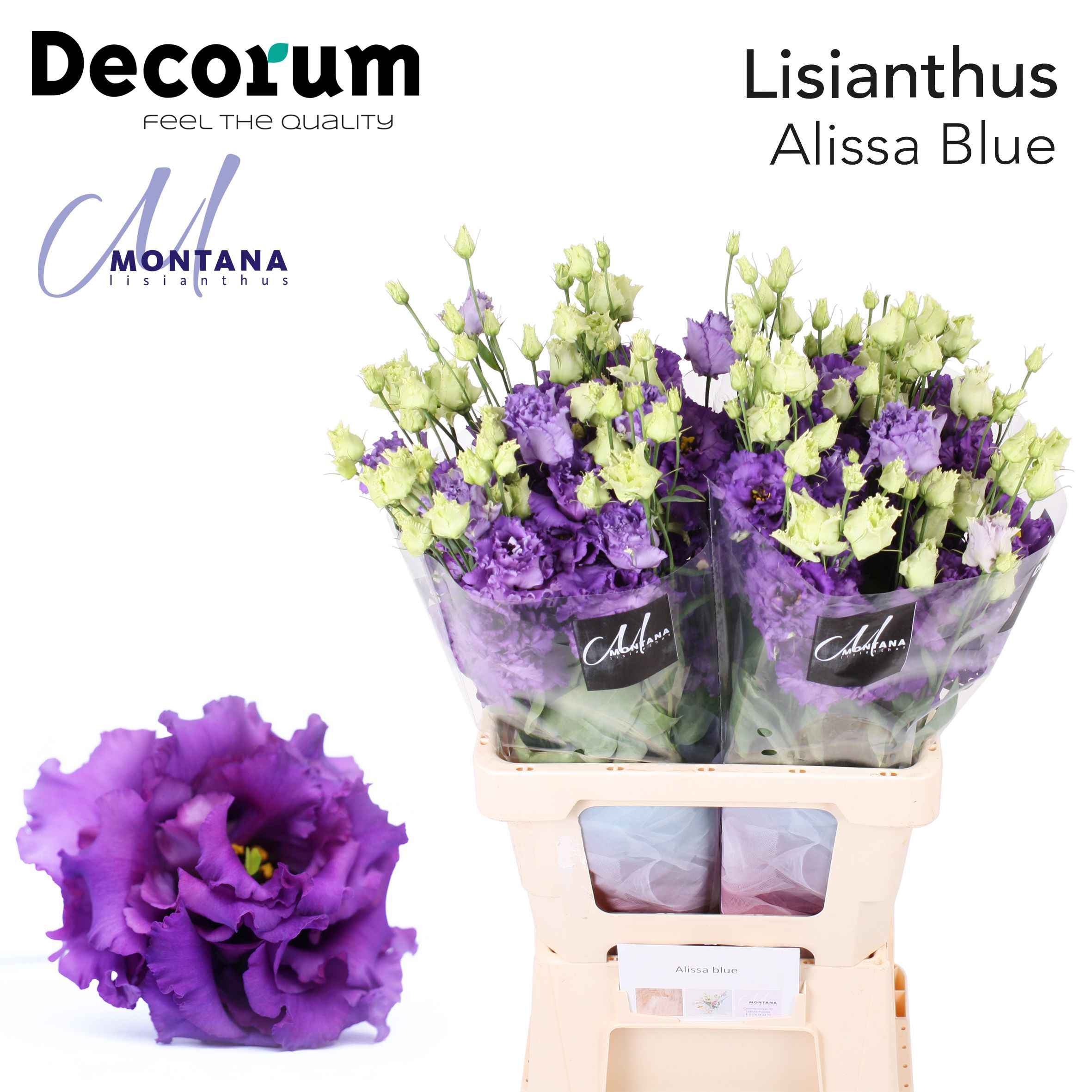 Срезанные цветы оптом Lisianthus do alissa blue от 20шт из Голландии с доставкой по России