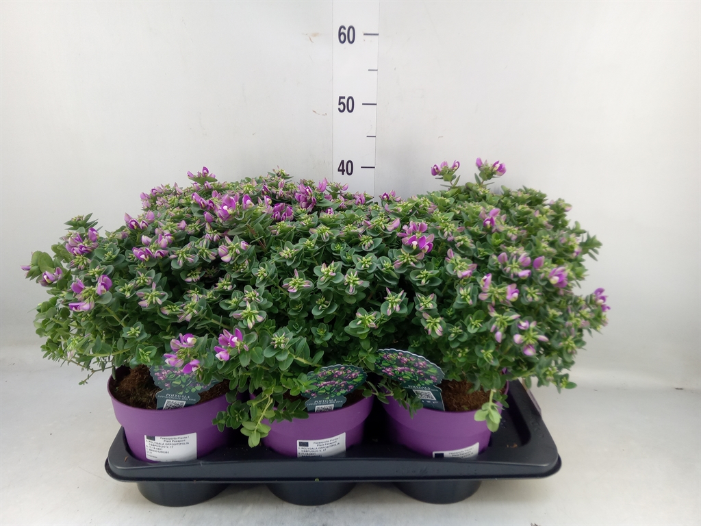 Горшечные цветы и растения оптом Polygala Myrtifolia от 6шт из Голландии с доставкой по России