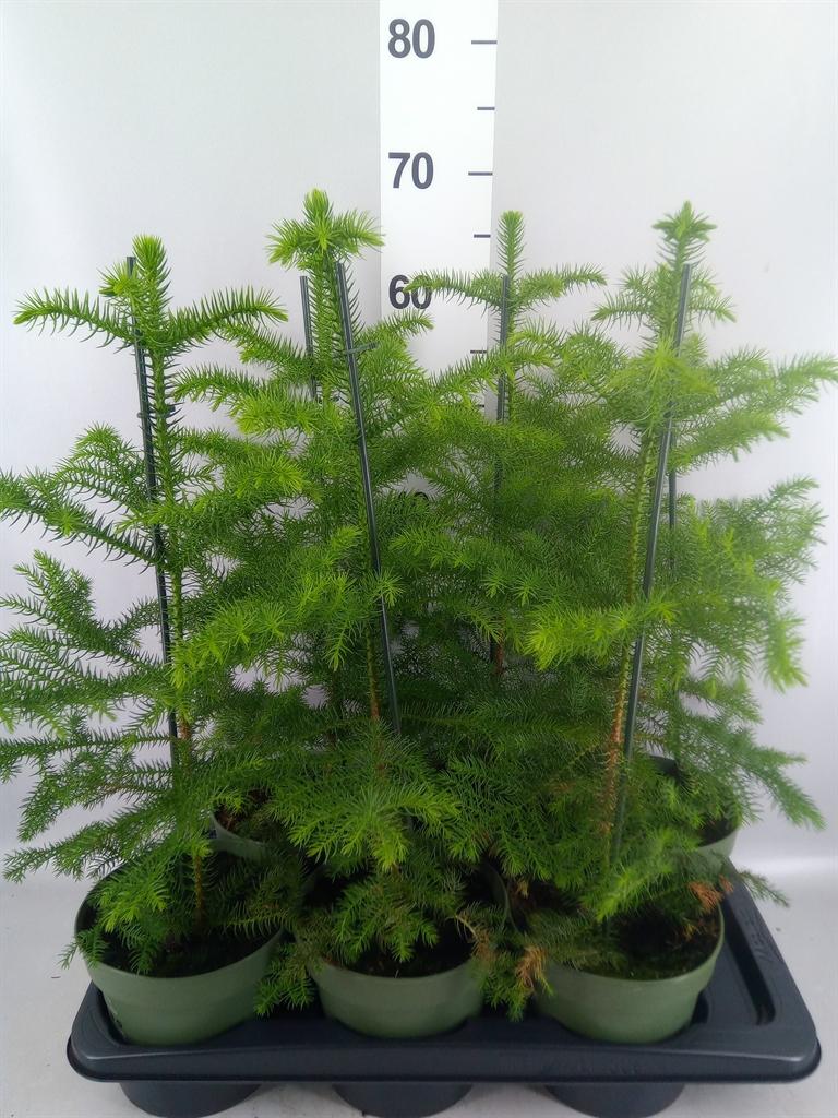 Горшечные цветы и растения оптом Araucaria Heterophylla от 6шт из Голландии с доставкой по России