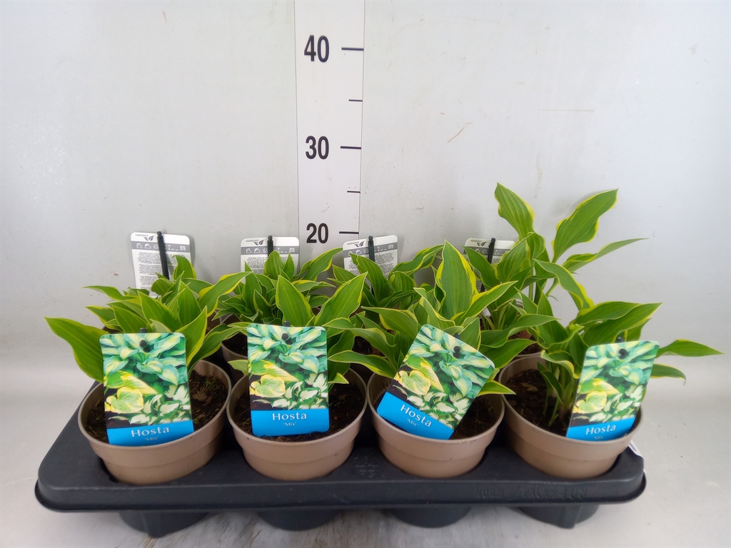 Горшечные цветы и растения оптом Hosta   ... от 8шт из Голландии с доставкой по России