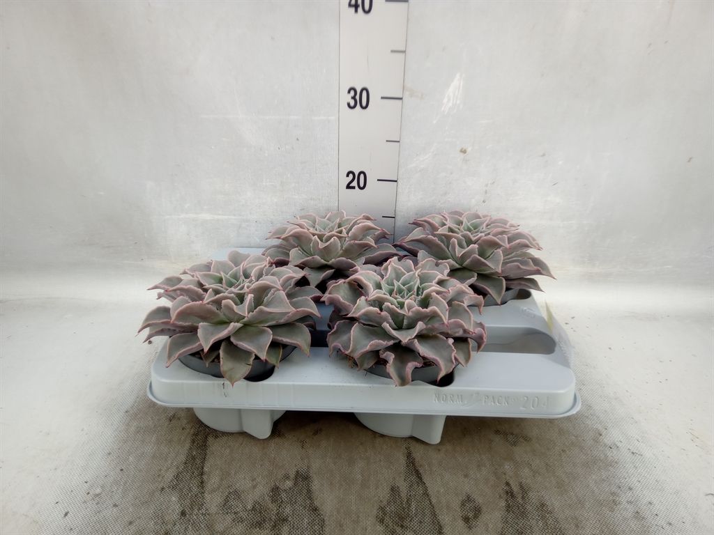 Горшечные цветы и растения оптом Echeveria   ... от 4шт из Голландии с доставкой по России