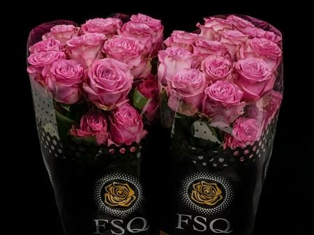 Срезанные цветы оптом Rosa ec queens crown от 40шт из Голландии с доставкой по России