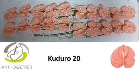 Срезанные цветы оптом Anthurium kuduro от 20шт. из Голландии с доставкой по России