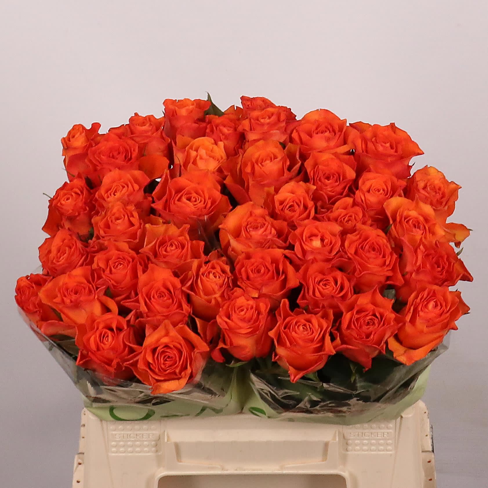 Срезанные цветы оптом Rosa large orange wave от 40шт. из Голландии с доставкой по России