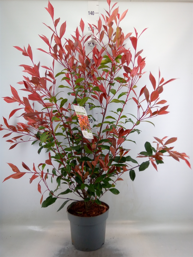 Горшечные цветы и растения оптом Photinia Fraseri от 1шт из Голландии с доставкой по России