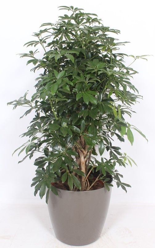 Горшечные цветы и растения оптом Schefflera Compacta In San Remo Taupe от 1шт из Голландии с доставкой по России