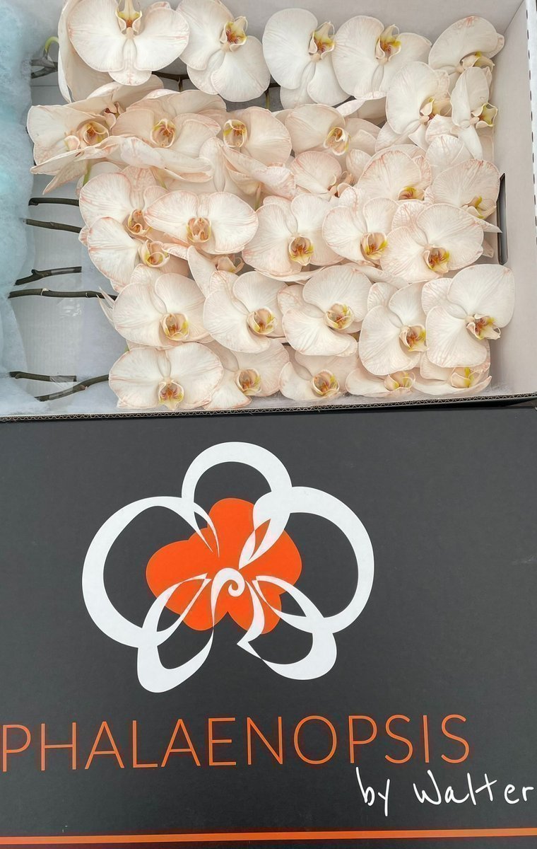 Срезанные цветы оптом Phalaenopsis paint caramel от 10шт из Голландии с доставкой по России