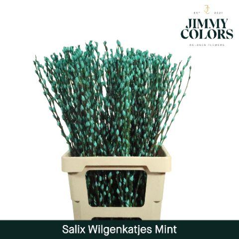 Срезанные цветы оптом Salix paint pussy willow mint green от 200шт из Голландии с доставкой по России