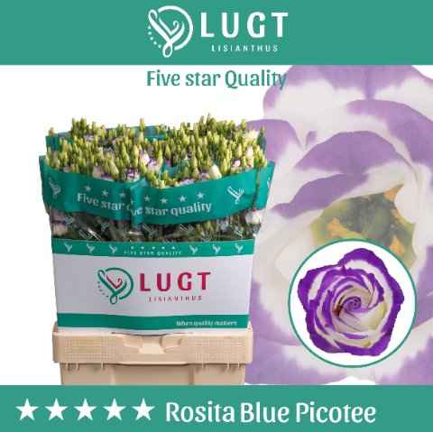 Срезанные цветы оптом Lisianthus do rosita blue picotee от 140шт. из Голландии с доставкой по России