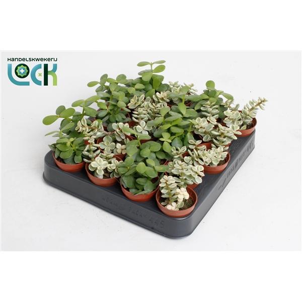 Горшечные цветы и растения оптом Portulacaria Afra Mix от 20шт (для телеги) из Голландии с доставкой по России