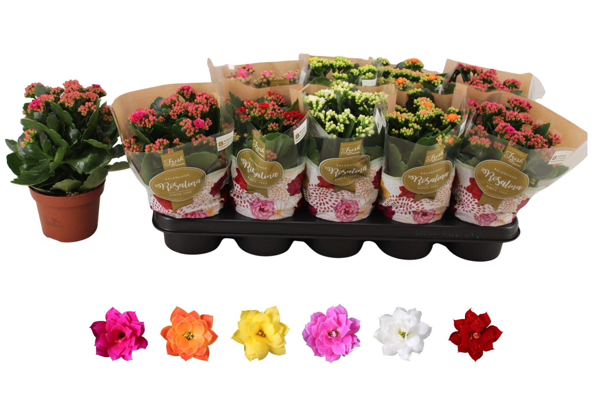 Горшечные цветы и растения оптом Kal Ge Ro Gem 6 Kl от 10шт из Голландии с доставкой по России