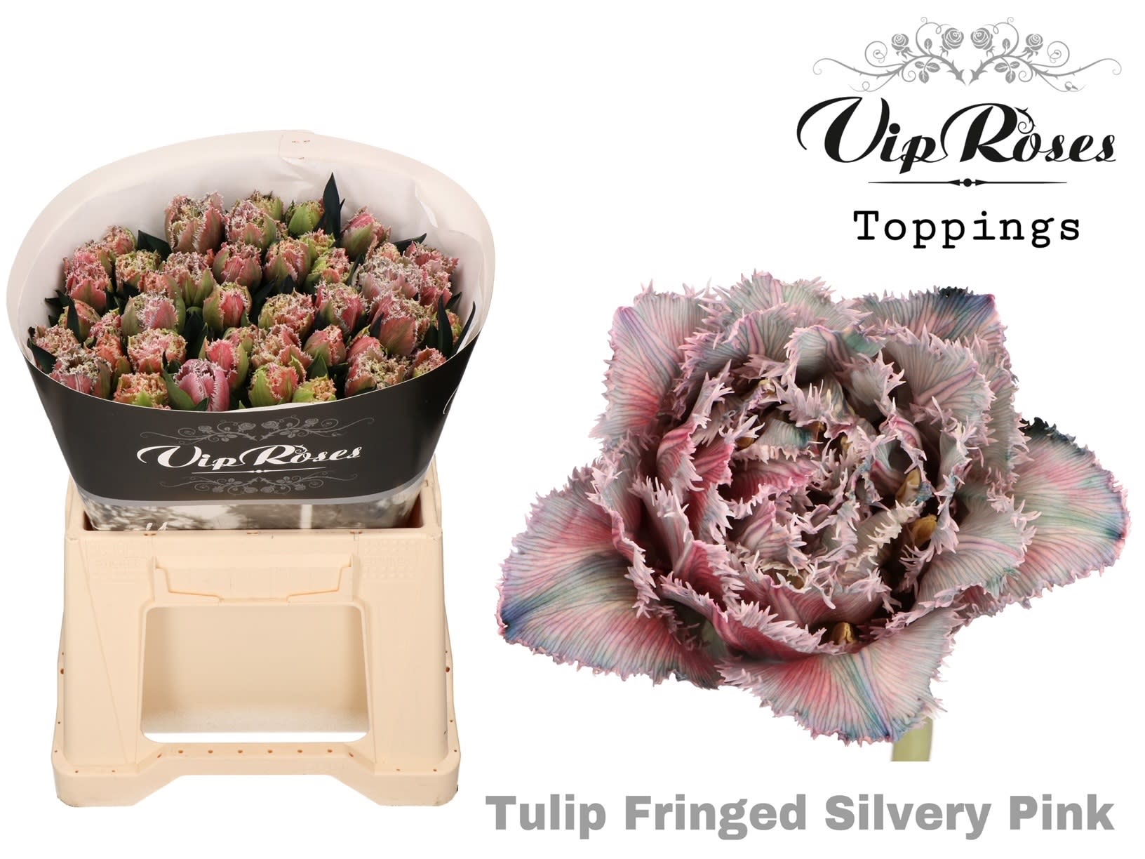 Срезанные цветы оптом Tulipa fr paint silvery pink от 50шт из Голландии с доставкой по России