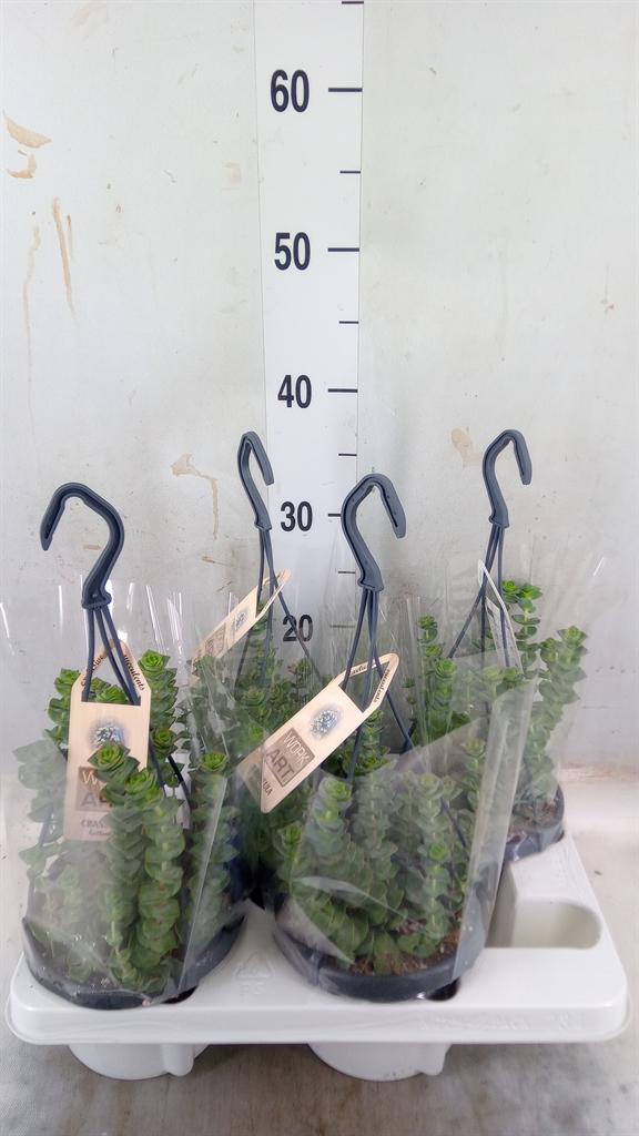 Горшечные цветы и растения оптом Crassula Marnieriana от 4шт из Голландии с доставкой по России