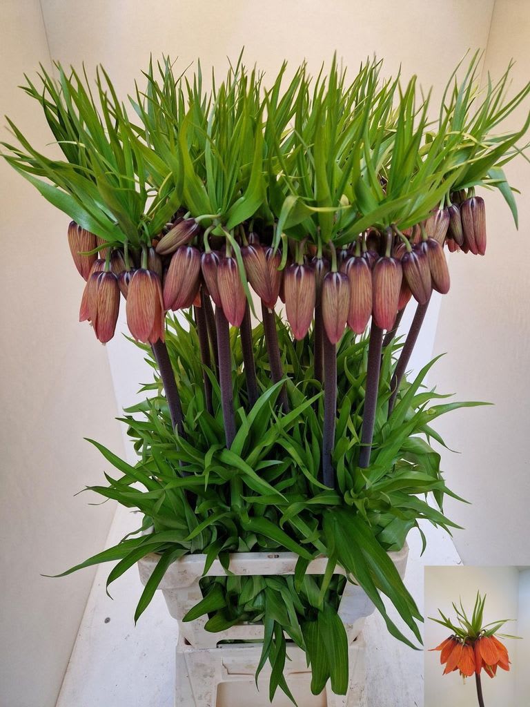 Срезанные цветы оптом Fritillaria orange beauty от 20шт из Голландии с доставкой по России