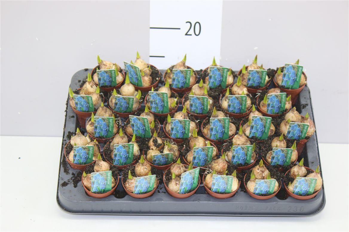 Горшечные цветы и растения оптом Muscari Blue Magic Mini от 30шт (для телеги) из Голландии с доставкой по России
