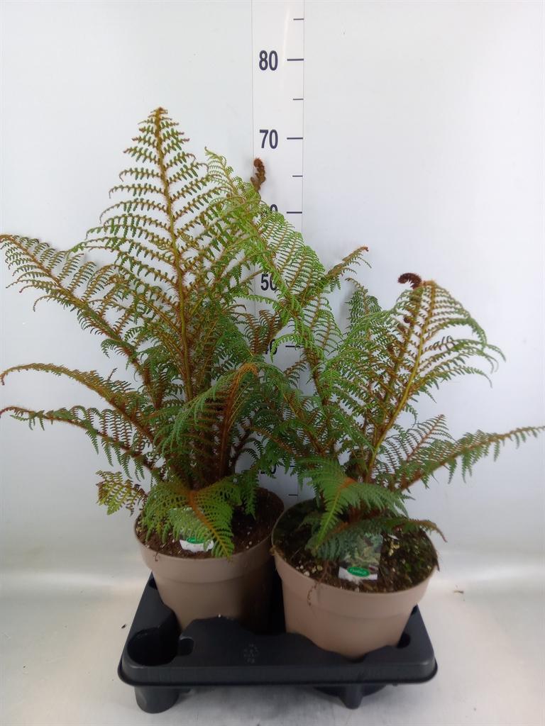 Горшечные цветы и растения оптом Cyathea Tomentosissima от 2шт из Голландии с доставкой по России