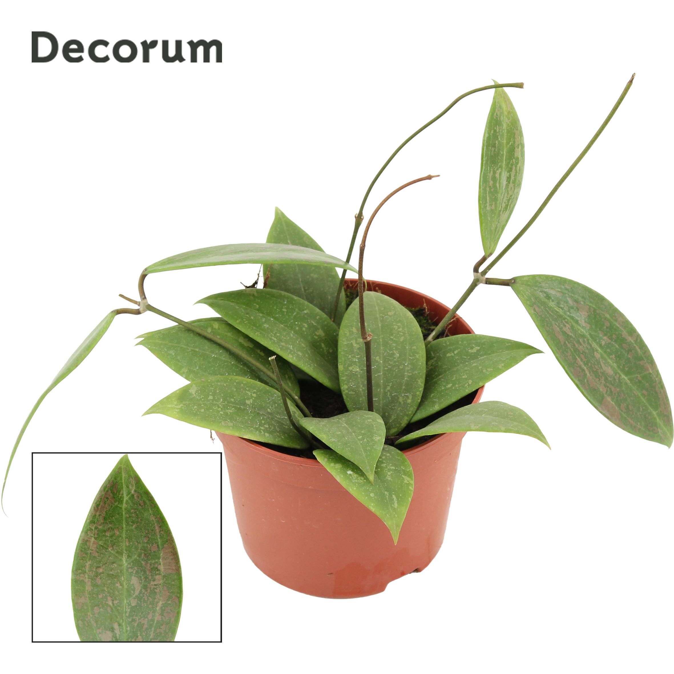 Горшечные цветы и растения оптом Hoya Latifolia Rangsan от 10шт из Голландии с доставкой по России