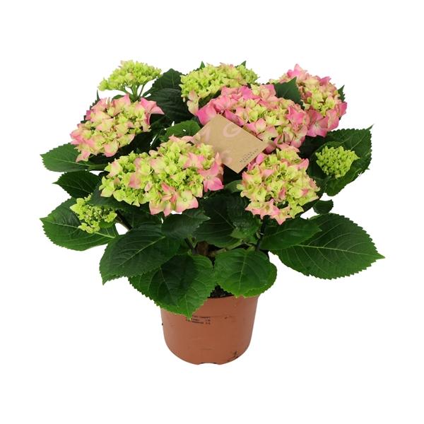 Горшечные цветы и растения оптом Hydrangea Ma Pink 9+ от 6шт из Голландии с доставкой по России