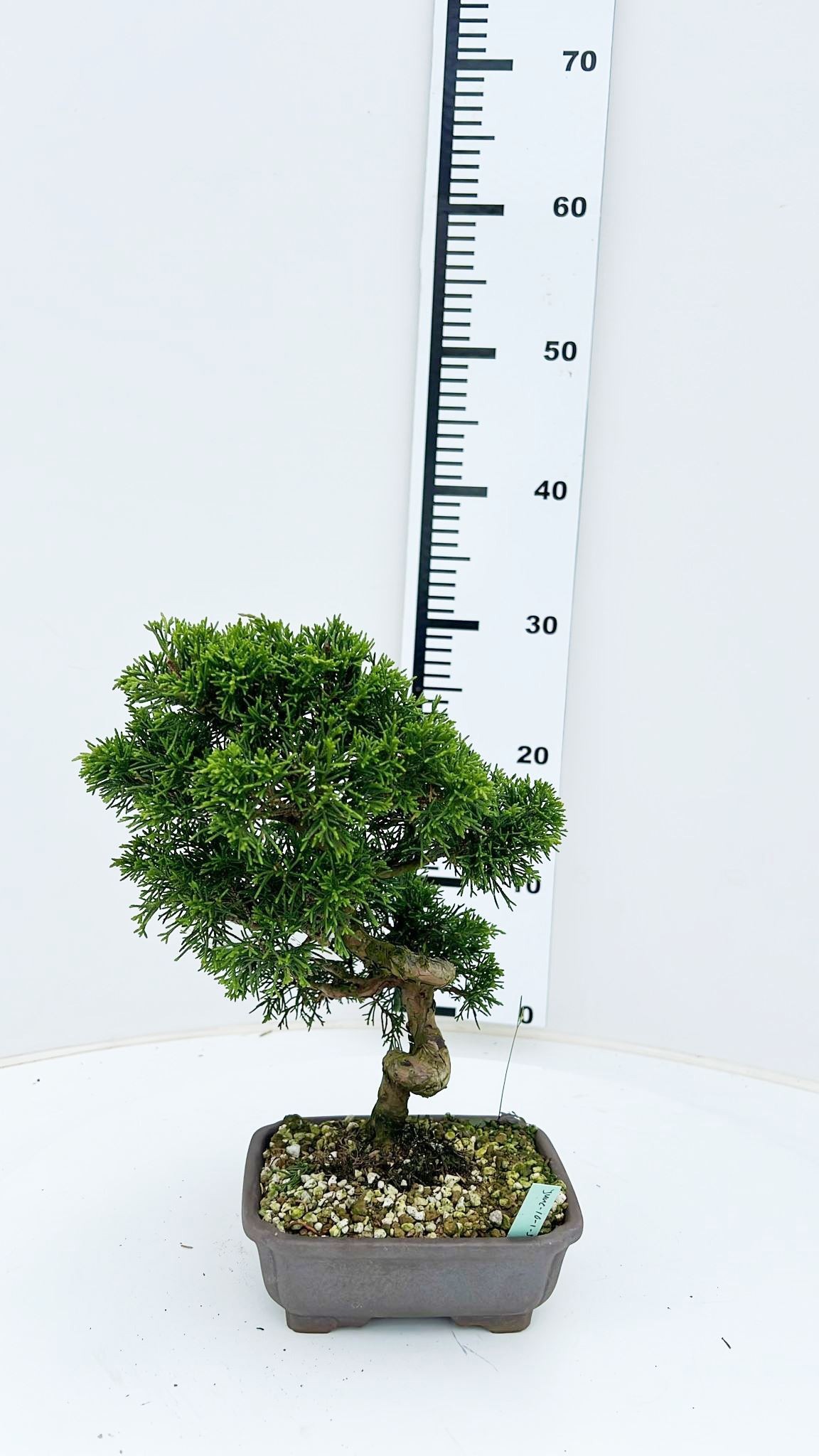 Горшечные цветы и растения оптом Juniperus Chinensis, 16cm., Height 30cm. (single I от 1шт из Голландии с доставкой по России