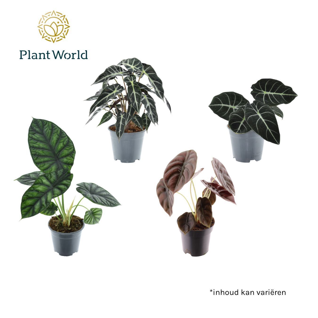 Горшечные цветы и растения оптом Alocasia 3-4 Srt Mix от 7шт (для телеги) из Голландии с доставкой по России