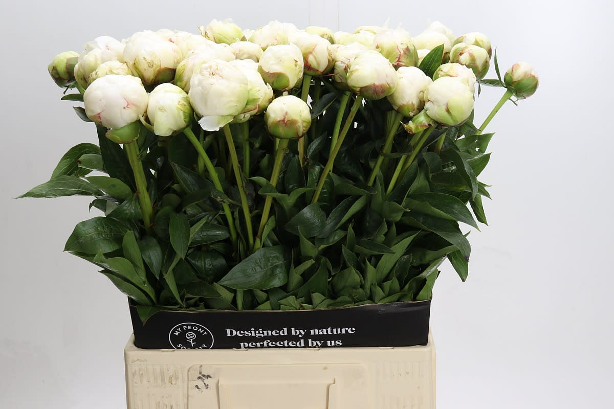 Срезанные цветы оптом Paeonia bowl of cream от 40шт. из Голландии с доставкой по России