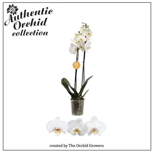 Горшечные цветы и растения оптом Phal 2st Authentic White 12+ (orchid Growers) от 10шт из Голландии с доставкой по России