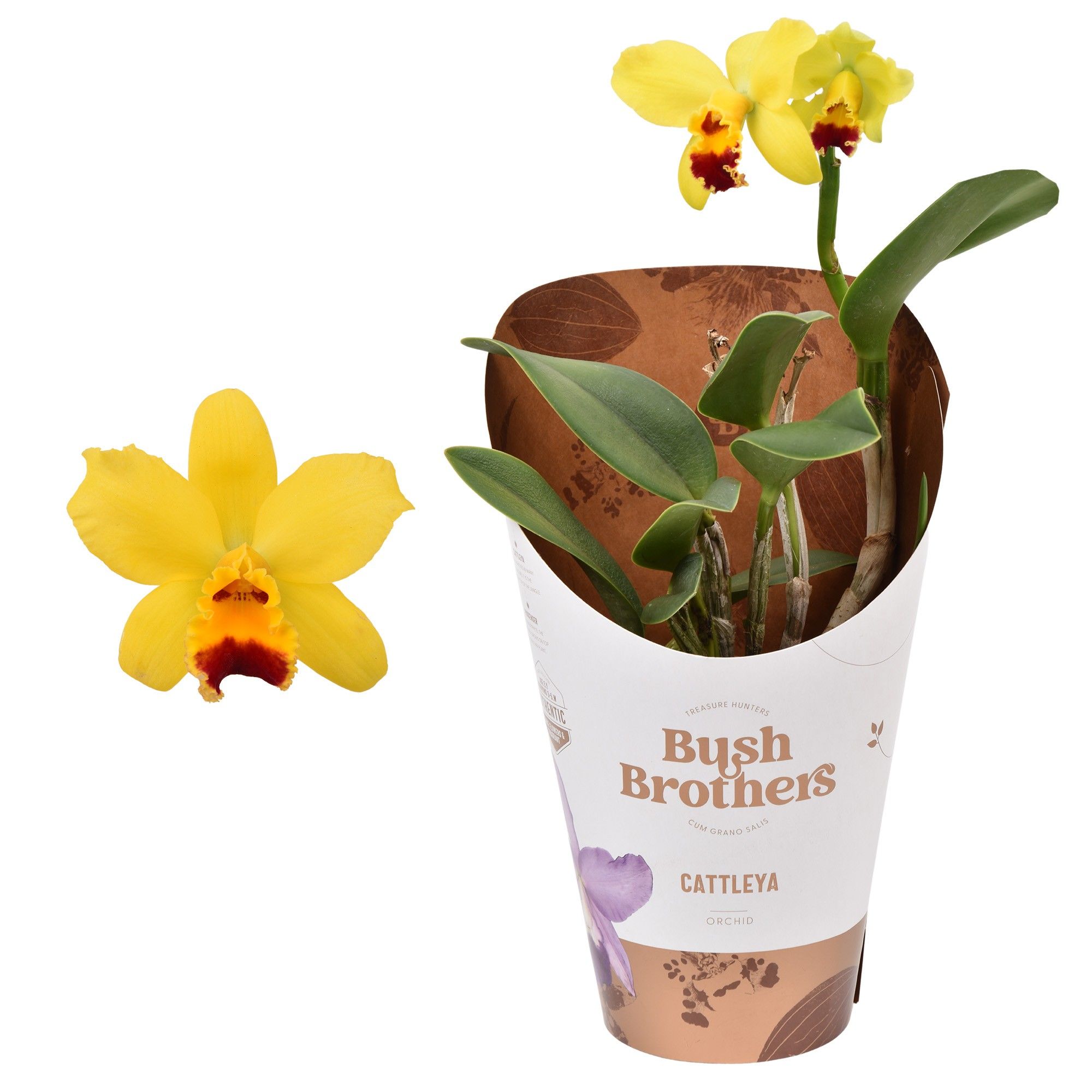 Горшечные цветы и растения оптом Cattleya 1st Yellow 2+ от 6шт из Голландии с доставкой по России