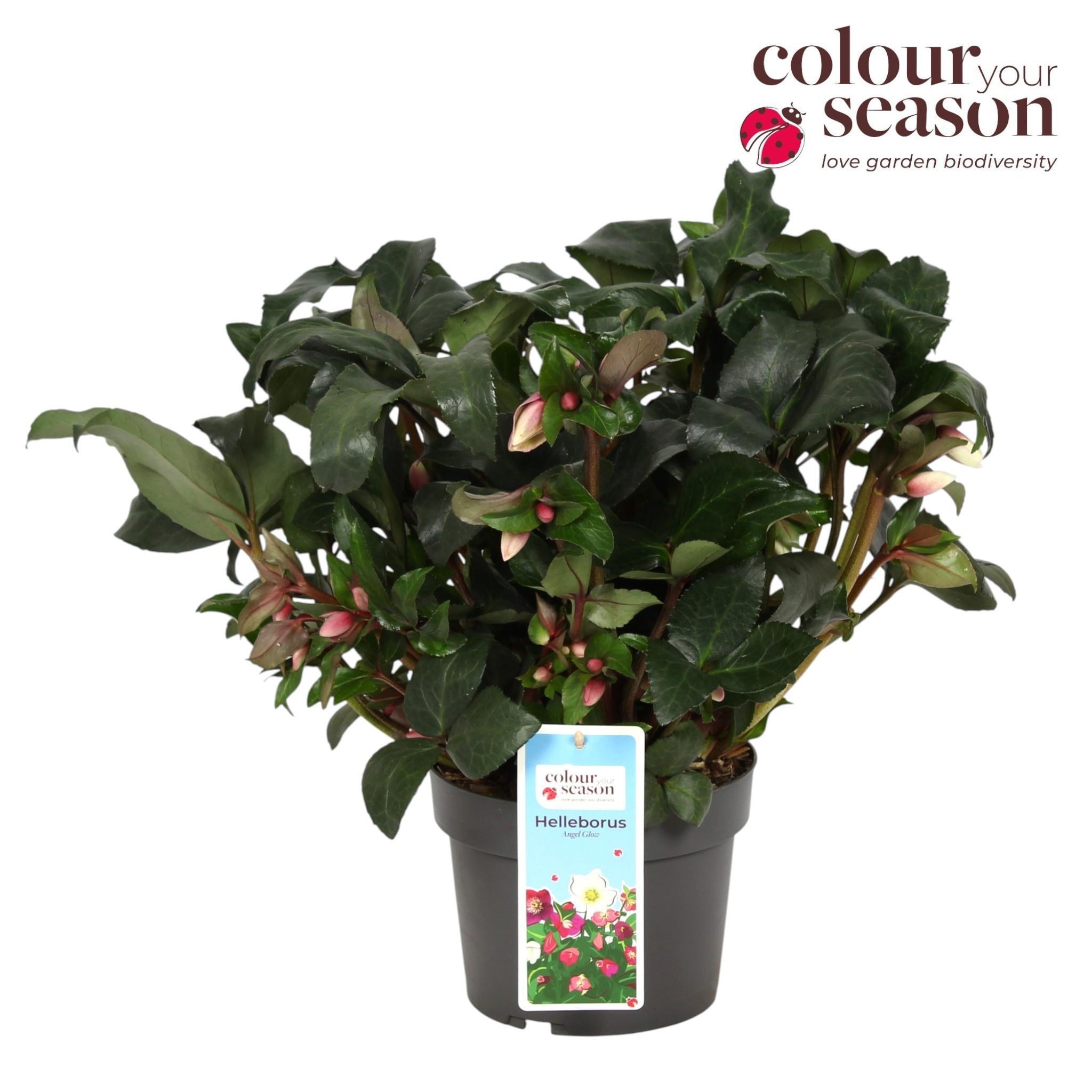 Горшечные цветы и растения оптом Helleborus Angel Glow от 3шт из Голландии с доставкой по России