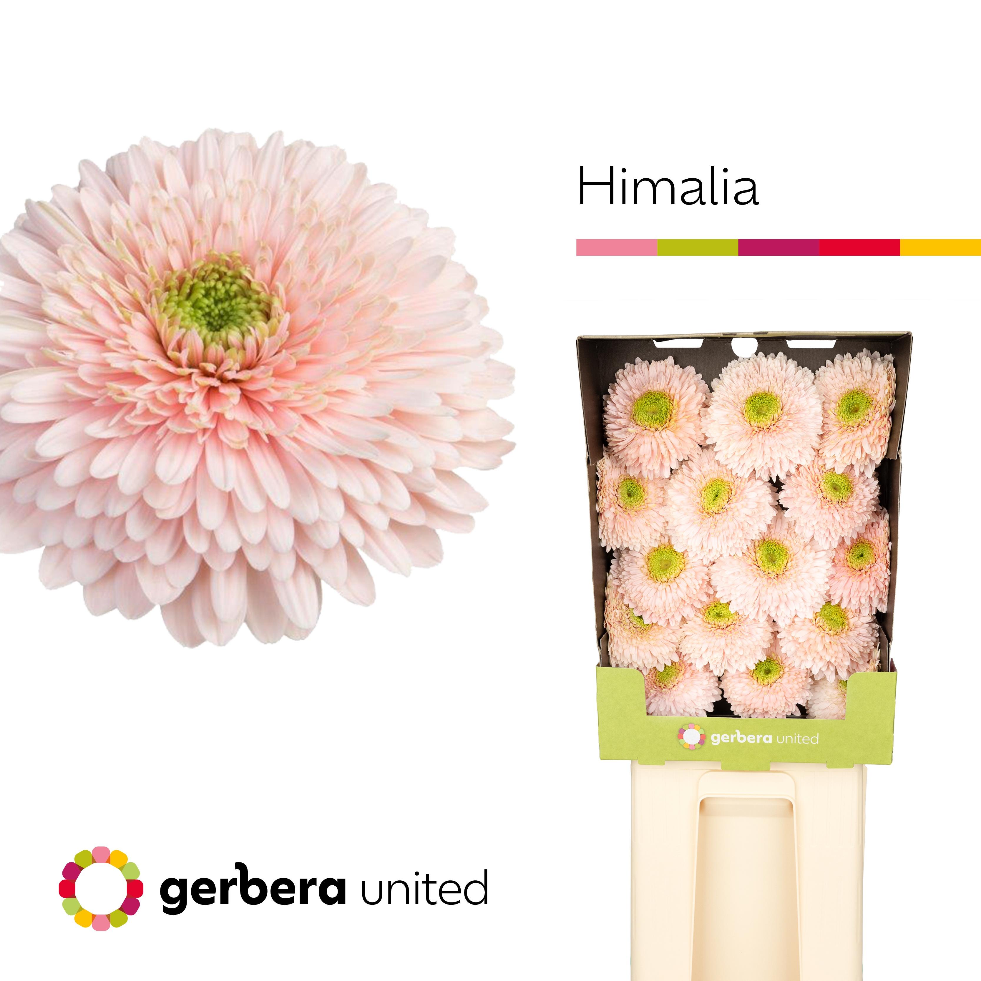 Срезанные цветы оптом Gerbera diamond terra himalia A от 15шт из Голландии с доставкой по России