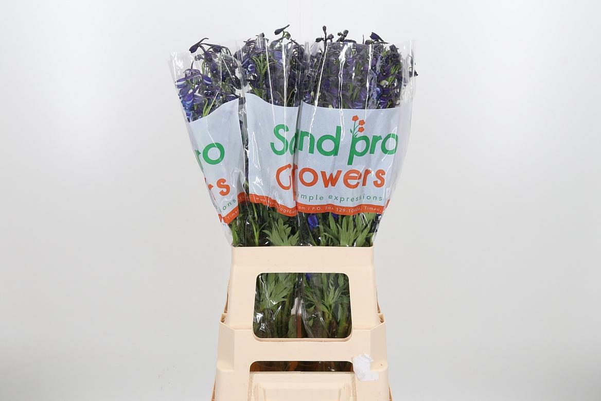 Срезанные цветы оптом Delphinium si donna от 40шт из Голландии с доставкой по России