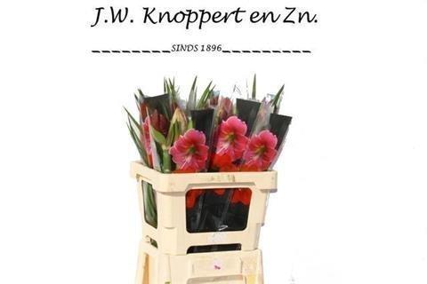 Срезанные цветы оптом Hippeastrum bq-stem от 30шт из Голландии с доставкой по России