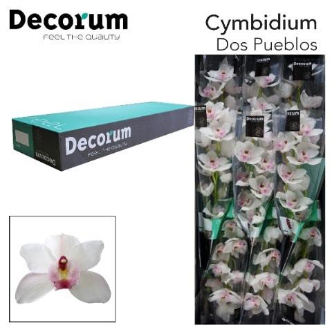 Срезанные цветы оптом Cymbidium white jungfrau dos pueblos от 9шт из Голландии с доставкой по России