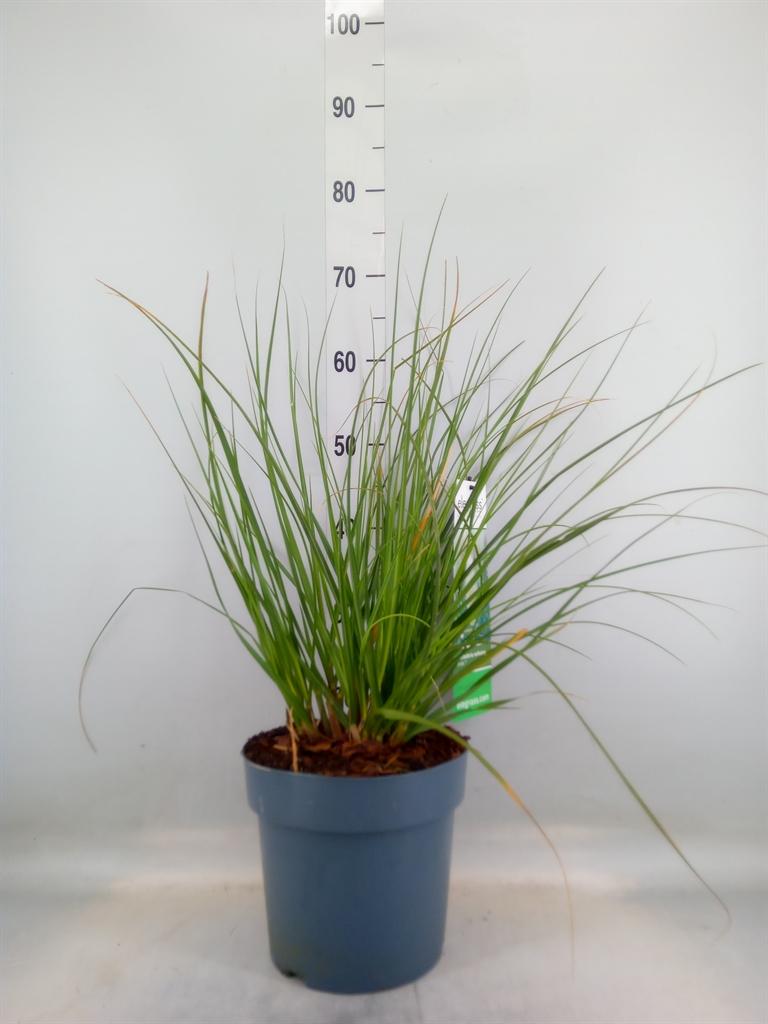 Горшечные цветы и растения оптом Cortaderia Sell. от 1шт из Голландии с доставкой по России