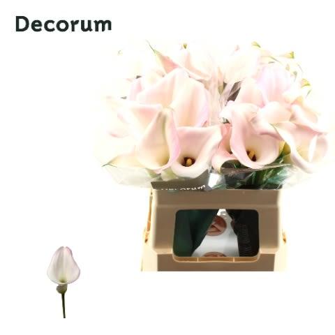 Срезанные цветы оптом Zantedeschia sweet art от 40шт. из Голландии с доставкой по России