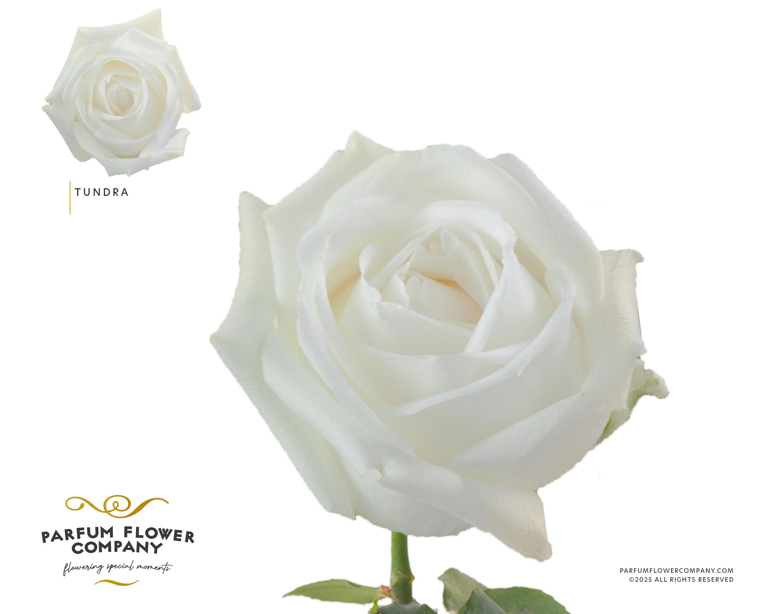 Срезанные цветы оптом Rosa garden tundra от 24шт из Голландии с доставкой по России