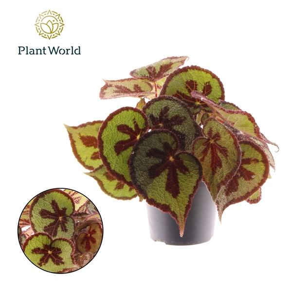 Горшечные цветы и растения оптом Begonia Masoniana Mountain от 6шт (для телеги) из Голландии с доставкой по России