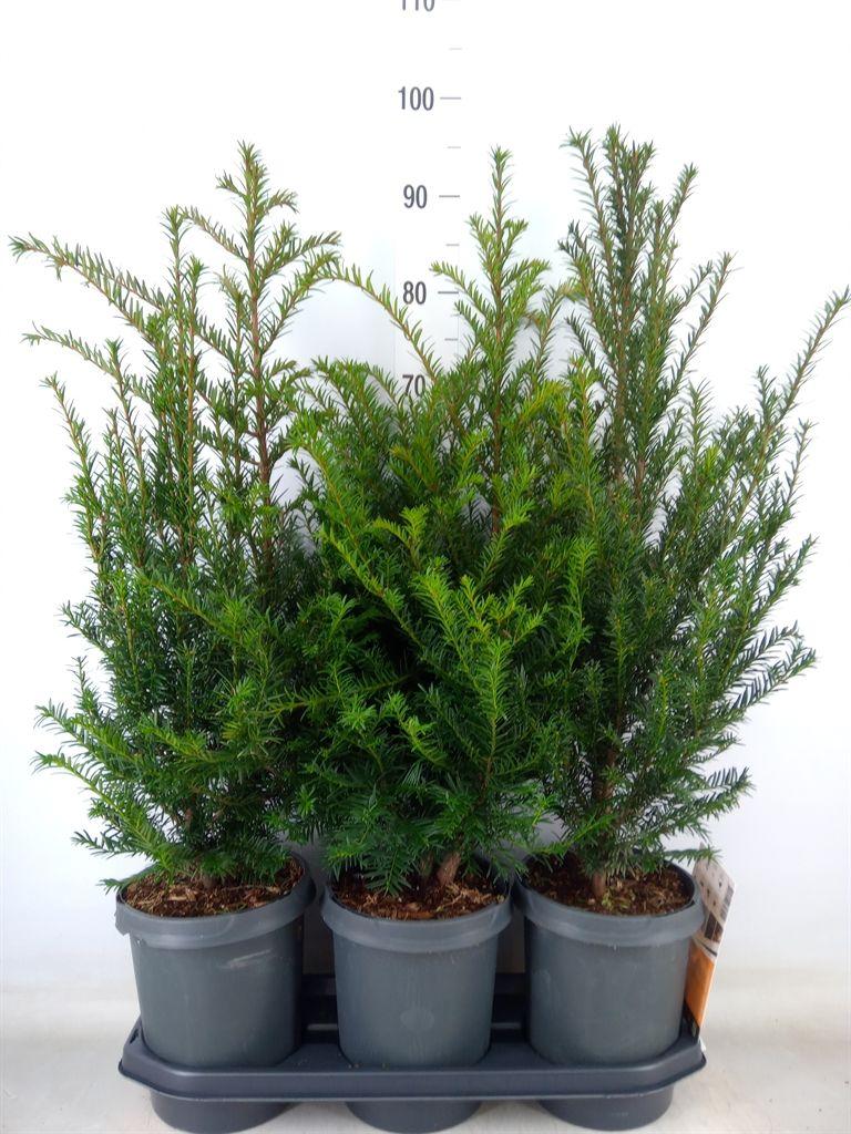 Горшечные цветы и растения оптом Taxus Baccata от 3шт из Голландии с доставкой по России