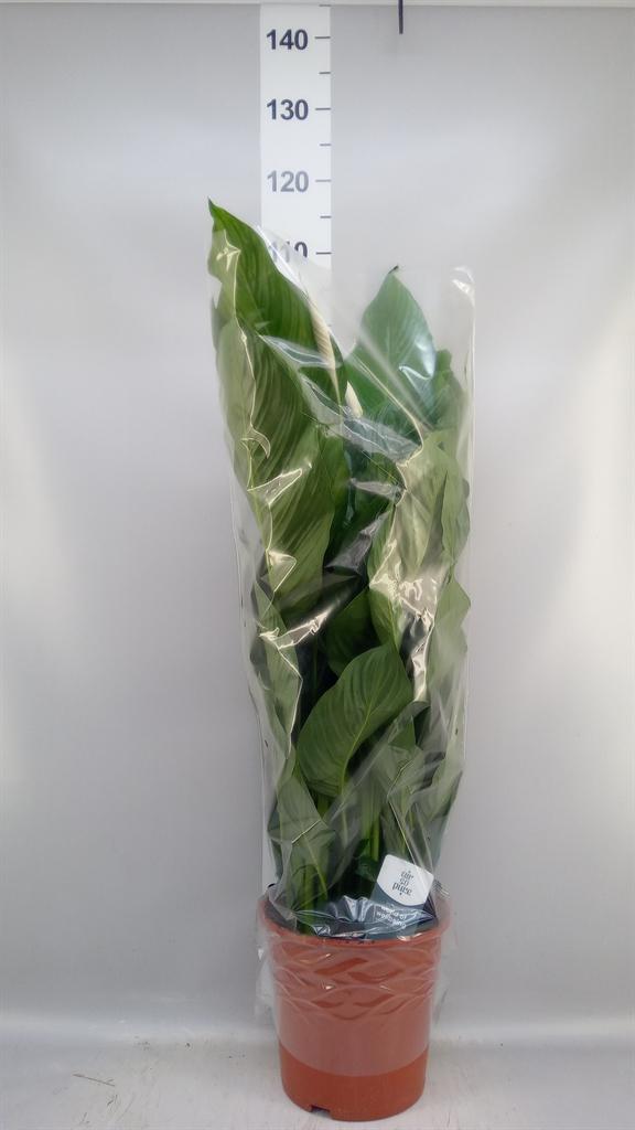 Горшечные цветы и растения оптом Spathiphyllum sweet Lauretta от 1шт из Голландии с доставкой по России