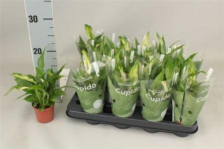 Горшечные цветы и растения оптом Spath Pearl Cupido Hoesje 7+ от 16шт (для телеги) из Голландии с доставкой по России