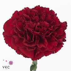 Срезанные цветы оптом Dianthus st zurigo от 80шт из Голландии с доставкой по России