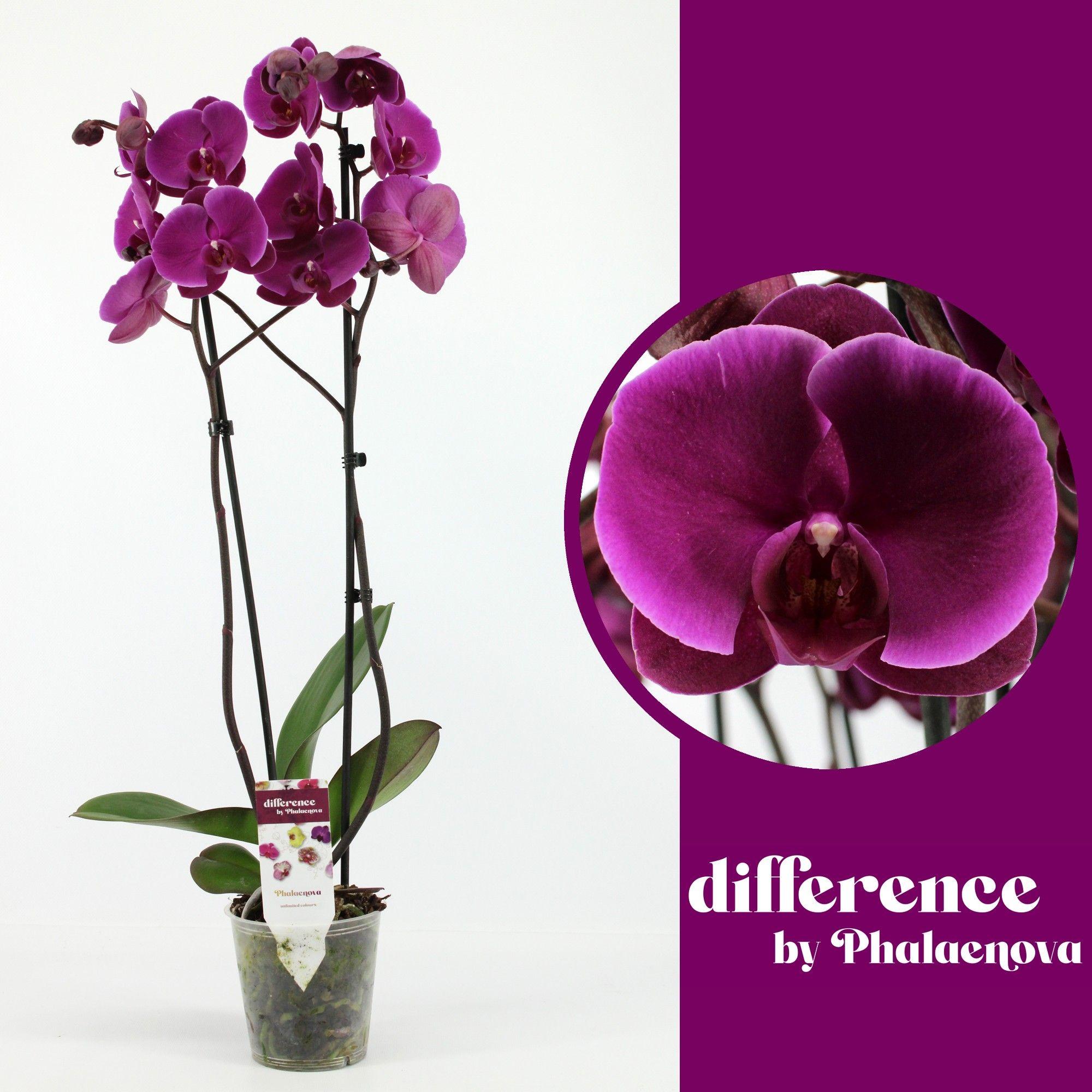 Горшечные цветы и растения оптом Phal 2st Purple 18+  (phalaenova) от 10шт из Голландии с доставкой по России