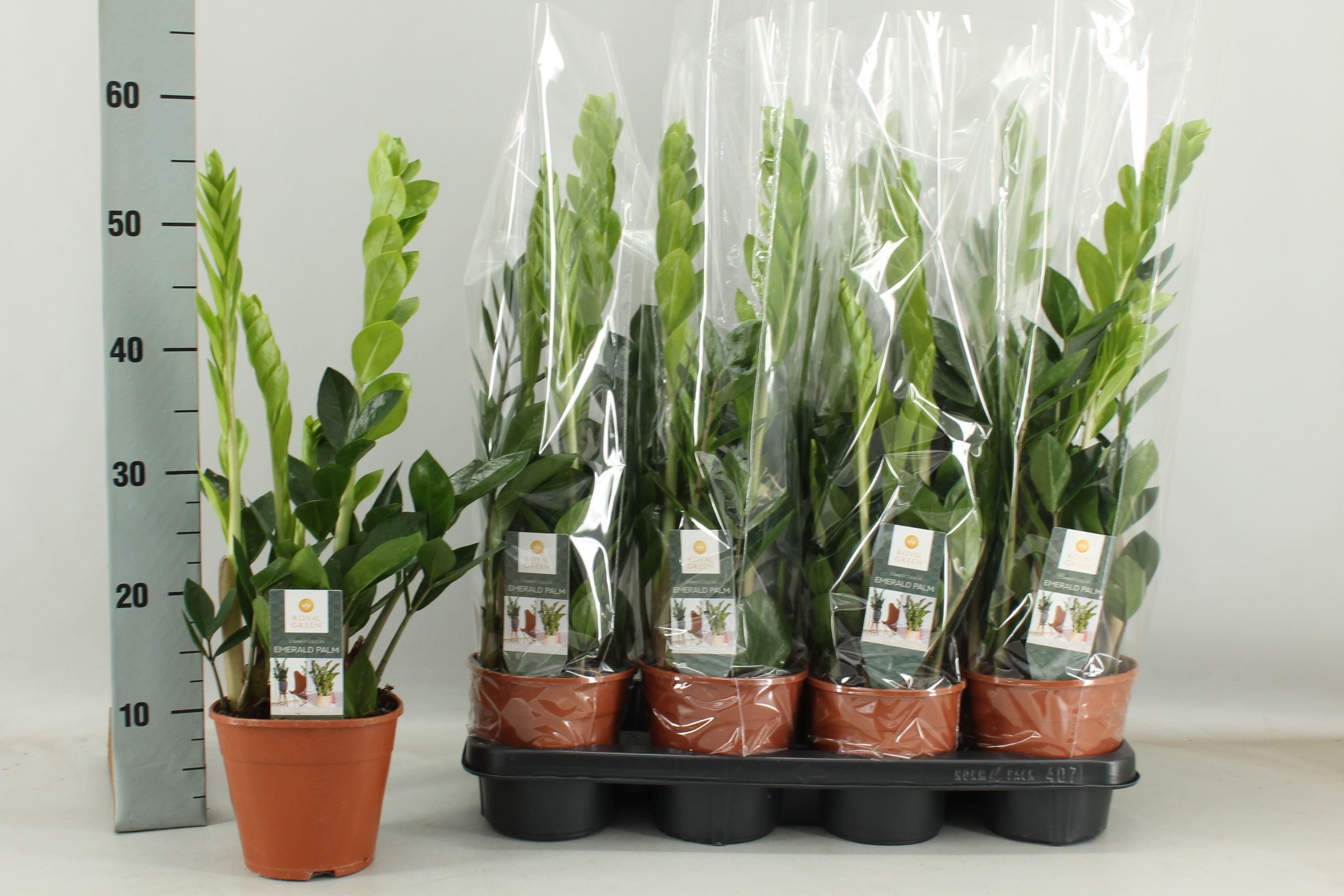 Горшечные цветы и растения оптом Zamioculcas 5+ от 7шт из Голландии с доставкой по России