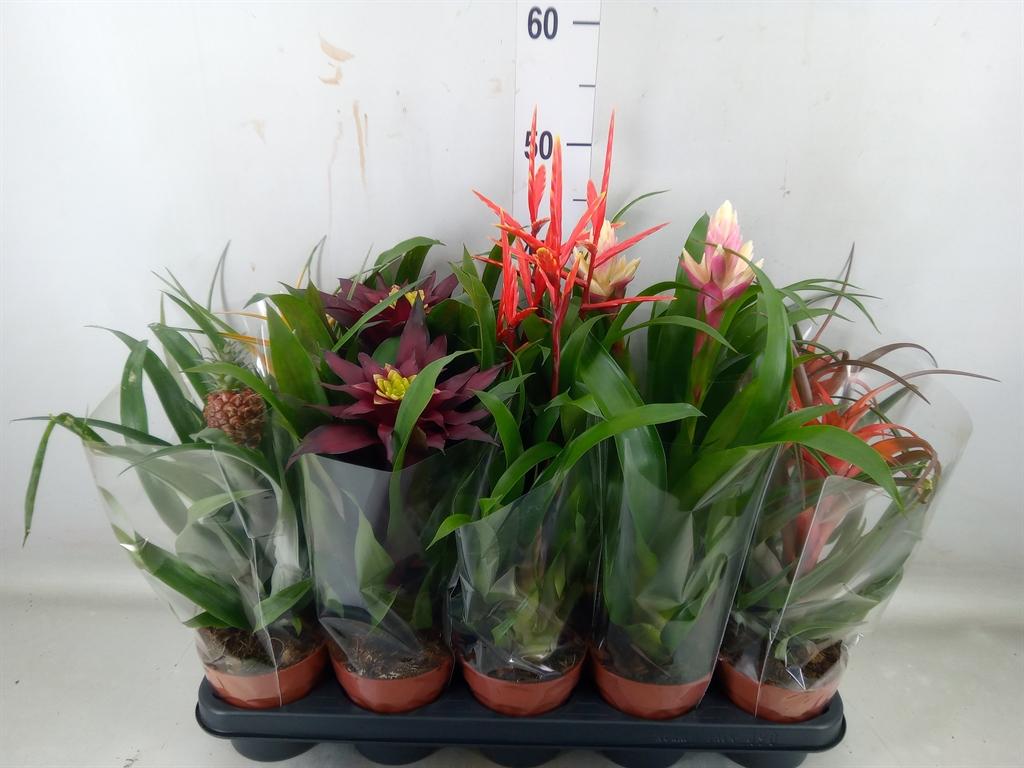 Горшечные цветы и растения оптом Bromelia ...mix от 10шт из Голландии с доставкой по России Горшечные цветы и растения оптом Bromelia ...mix от 10шт из Голландии с доставкой по России