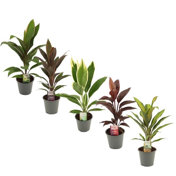 Горшечные цветы и растения оптом Cordyline Mix (decorum) от 10шт из Голландии с доставкой по России