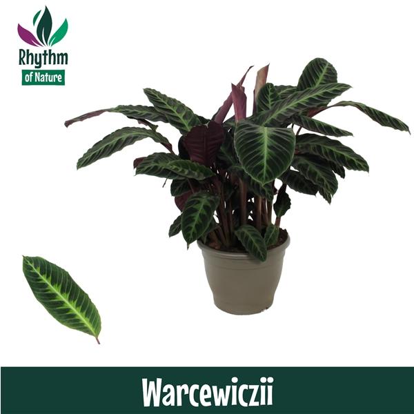 Горшечные цветы и растения оптом Calathea Warcewiczii Decorum от 1шт из Голландии с доставкой по России