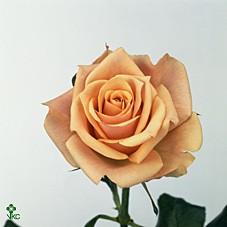 Срезанные цветы оптом Rosa ec havana от 40шт из Голландии с доставкой по России