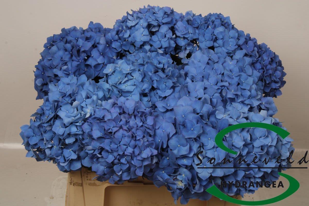 Срезанные цветы оптом Hydrangea pimpernel от 10шт из Голландии с доставкой по России